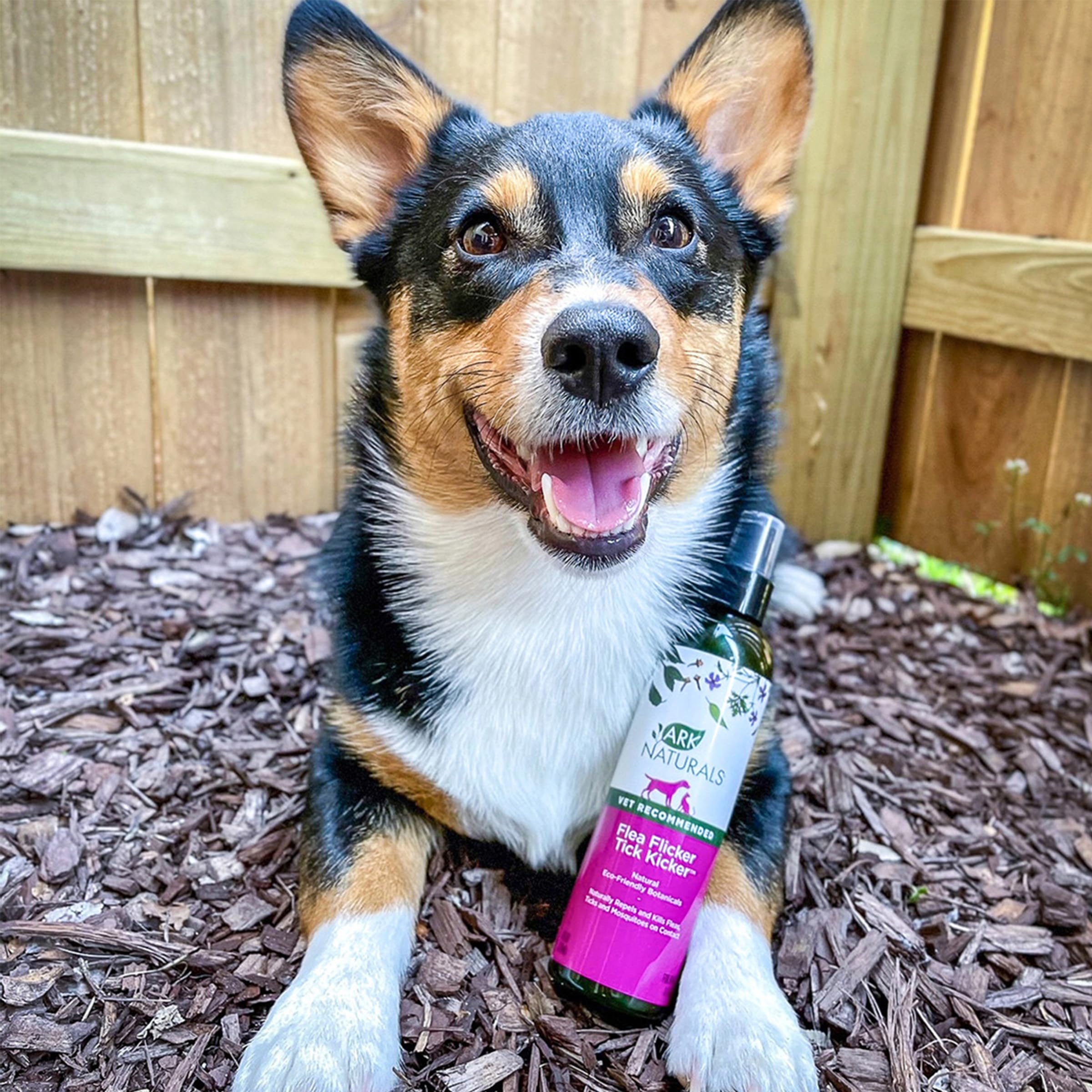 Amazon.com : Ark Naturals Flea Flicker! Tick Kicker! Spray, 8oz